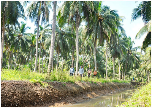 Vùng nguyên liệu dừa