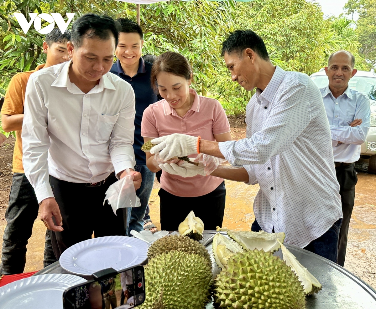 Huyện Krông Pắc (Đắk Lắk) sẵn sàng cho Lễ hội Sầu riêng lần thứ 2